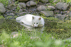 Raccoon Dog in the water