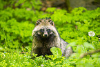 raccoon dog