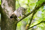 european wildcat