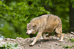 deer wolf