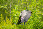Griffon vulture