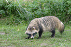 raccoon dog