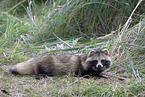 raccoon dog
