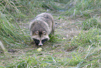 raccoon dog