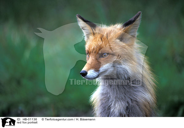 red fox portrait / HB-01136