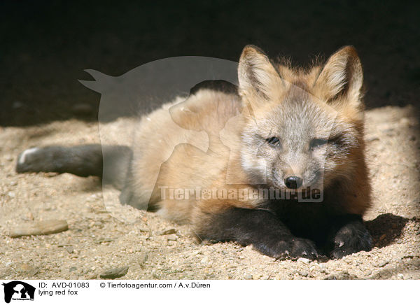 lying red fox / AVD-01083