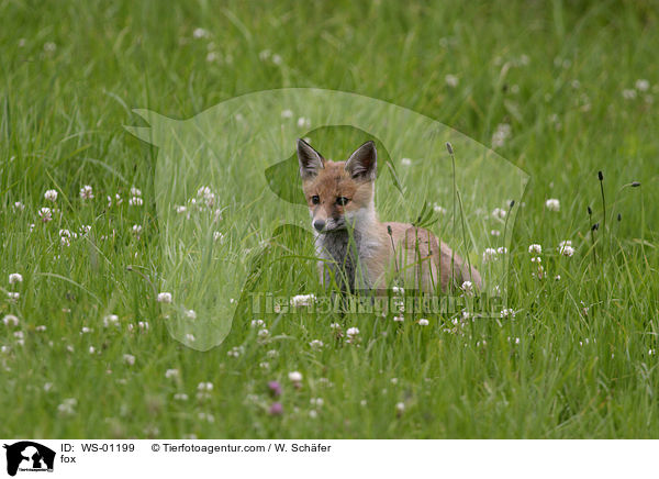 Jungfuchs im Gras / fox / WS-01199