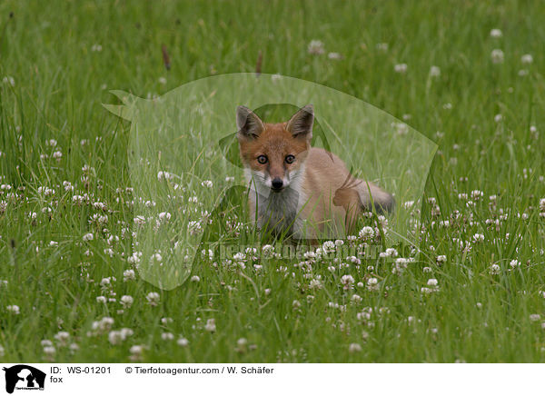 Fuchs im Gras / fox / WS-01201
