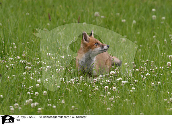 Fuchs im Gras / fox / WS-01202