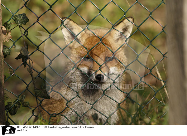 red fox / AVD-01437