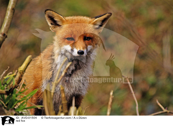 Rotfuchs / red fox / AVD-01504