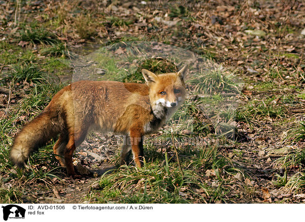 Rotfuchs / red fox / AVD-01506