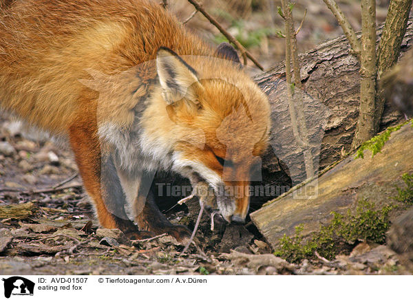 fressender Rotfuchs / eating red fox / AVD-01507