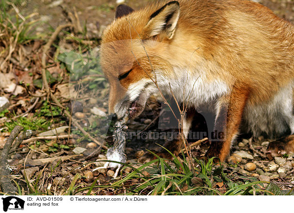fressender Rotfuchs / eating red fox / AVD-01509