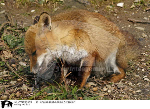 fressender Rotfuchs / eating red fox / AVD-01510