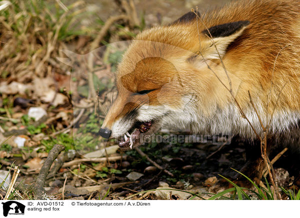 fressender Rotfuchs / eating red fox / AVD-01512