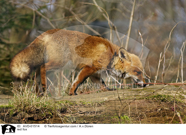 Rotfuchs / red fox / AVD-01514