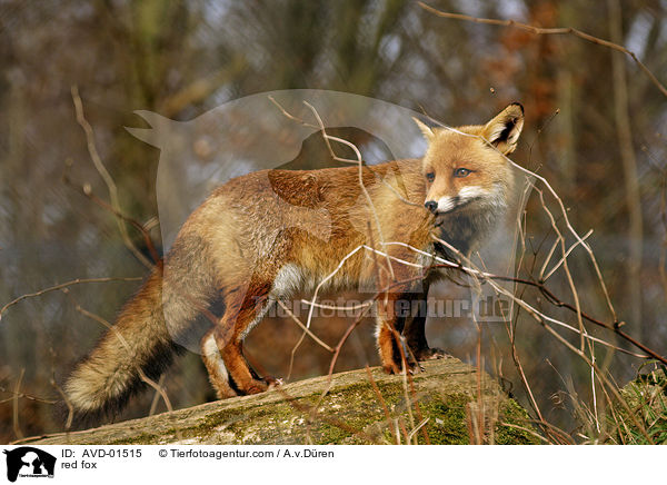 red fox / AVD-01515
