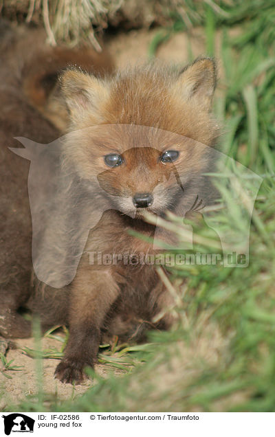 young red fox / IF-02586