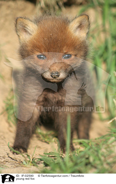 young red fox / IF-02590