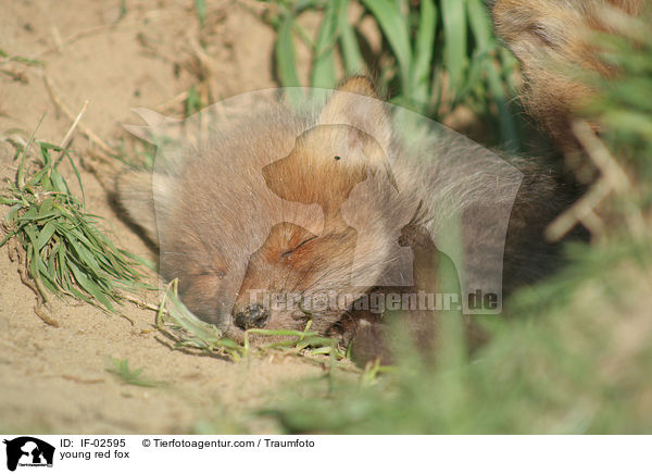 junger Rotfuchs / young red fox / IF-02595