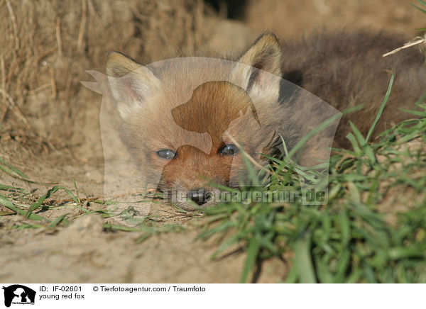 junger Rotfuchs / young red fox / IF-02601