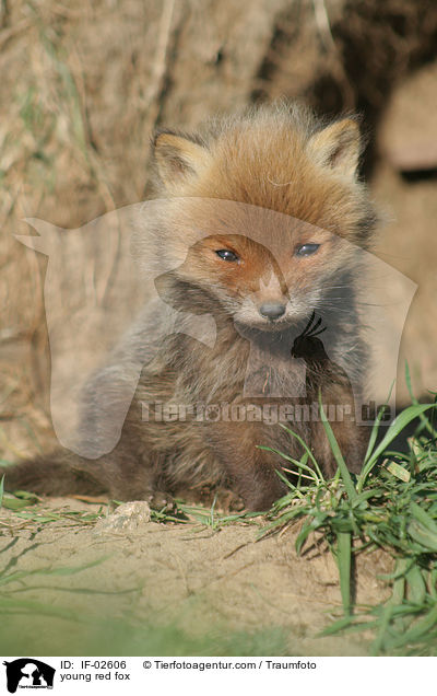 junger Rotfuchs / young red fox / IF-02606