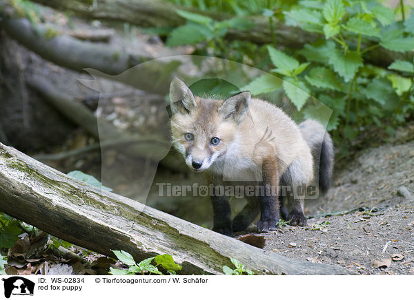 Rotfuchswelpe / red fox puppy / WS-02834