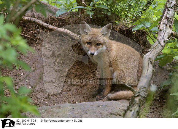 Rotfuchswelpe / red fox puppy / SO-01798