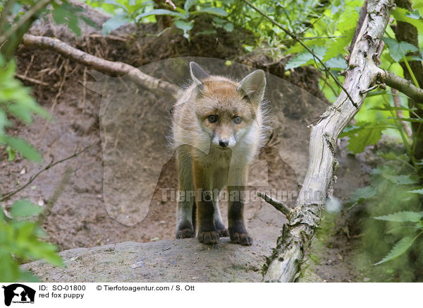 Rotfuchswelpe / red fox puppy / SO-01800