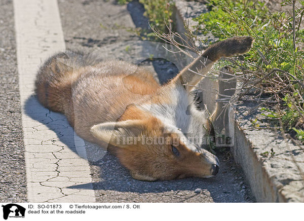 toter Fuchs am Straenrand / dead fox at the roadside / SO-01873