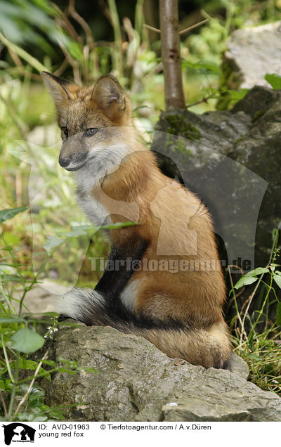 Fuchswelpe / young red fox / AVD-01963