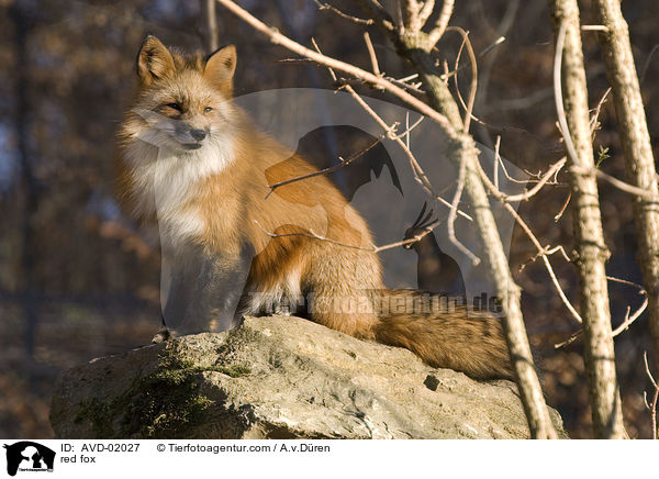 Rotfuchs / red fox / AVD-02027