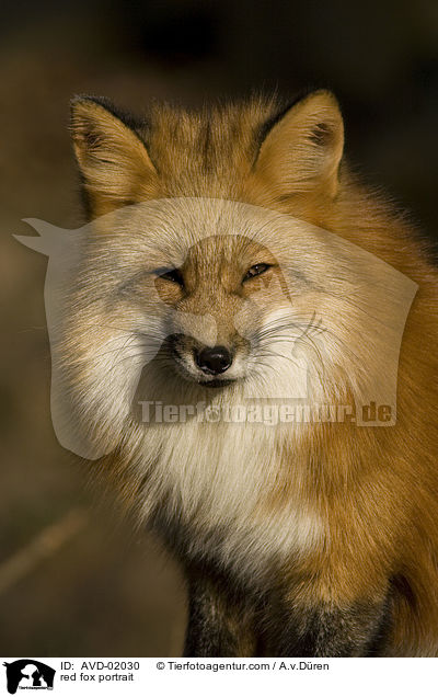 Rotfuchs Portrait / red fox portrait / AVD-02030