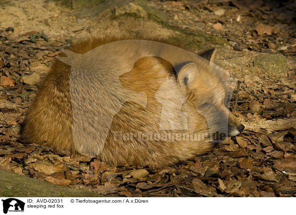 schlafender Rotfuchs / sleeping red fox / AVD-02031