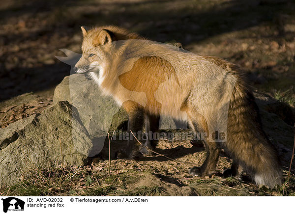 stehender Rotfuchs / standing red fox / AVD-02032
