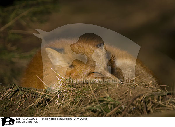 schlafender Rotfuchs / sleeping red fox / AVD-02033