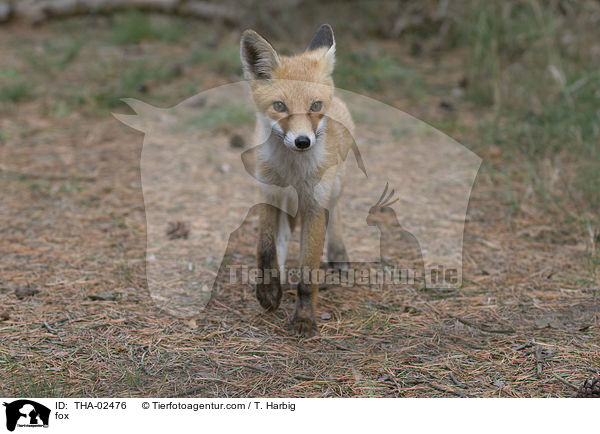 Rotfuchs / fox / THA-02476
