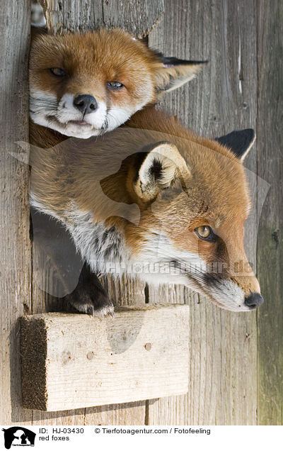 red foxes / HJ-03430