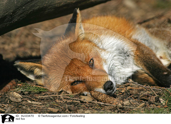 Rotfuchs / red fox / HJ-03470