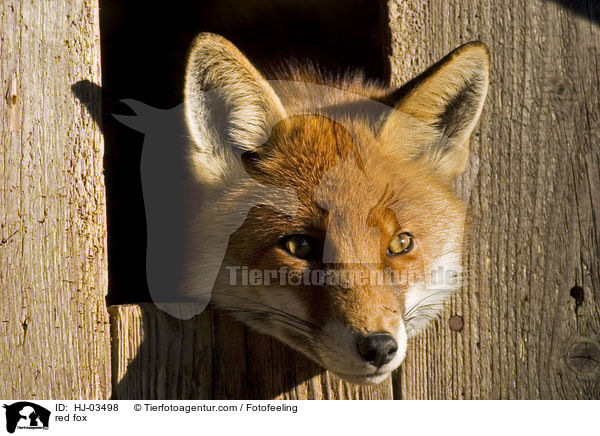Rotfuchs / red fox / HJ-03498