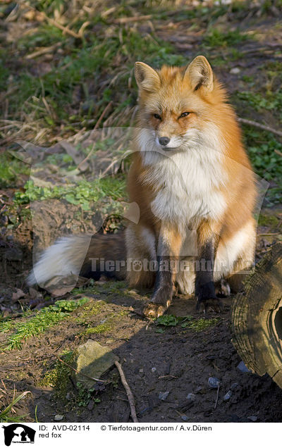 Rotfuchs / red fox / AVD-02114
