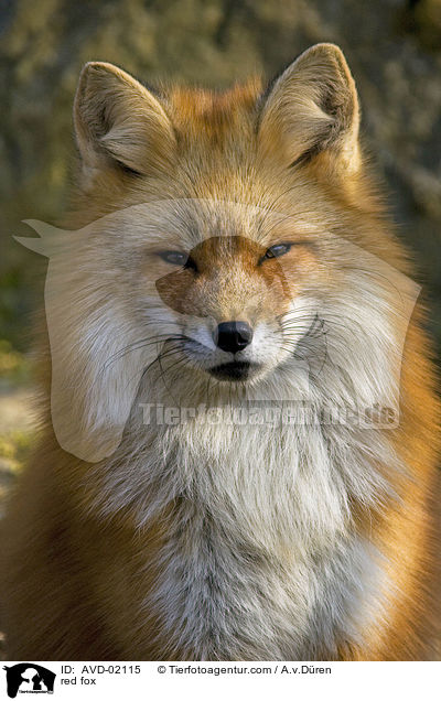 Rotfuchs / red fox / AVD-02115