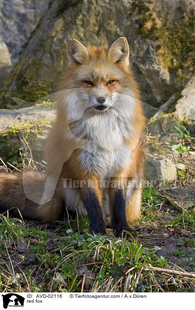 Rotfuchs / red fox / AVD-02116