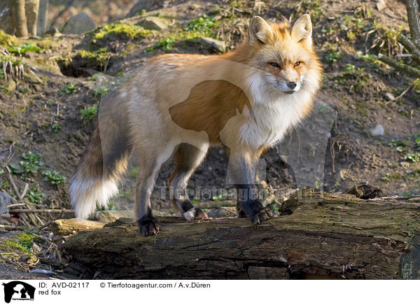 Rotfuchs / red fox / AVD-02117