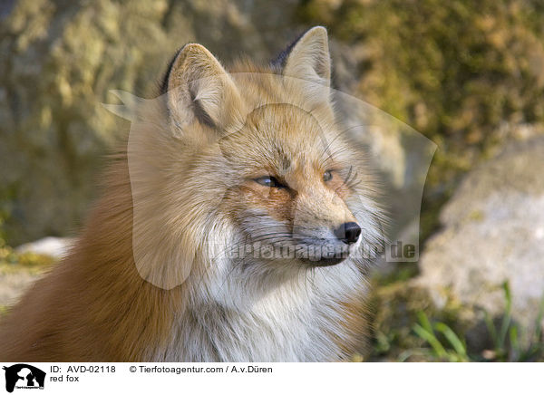 Rotfuchs / red fox / AVD-02118