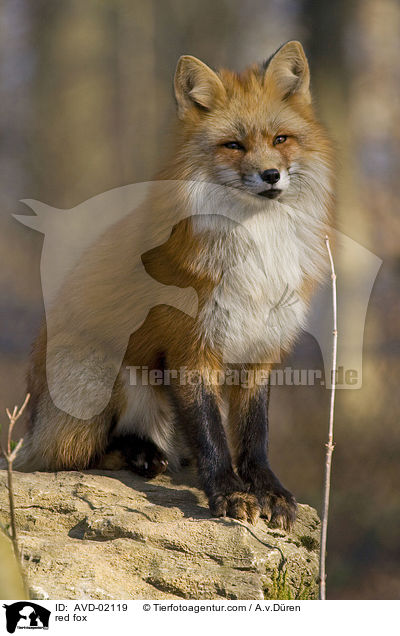 Rotfuchs / red fox / AVD-02119