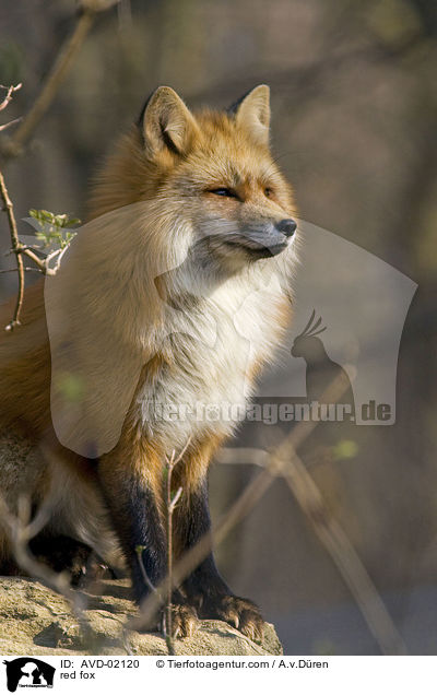 Rotfuchs / red fox / AVD-02120