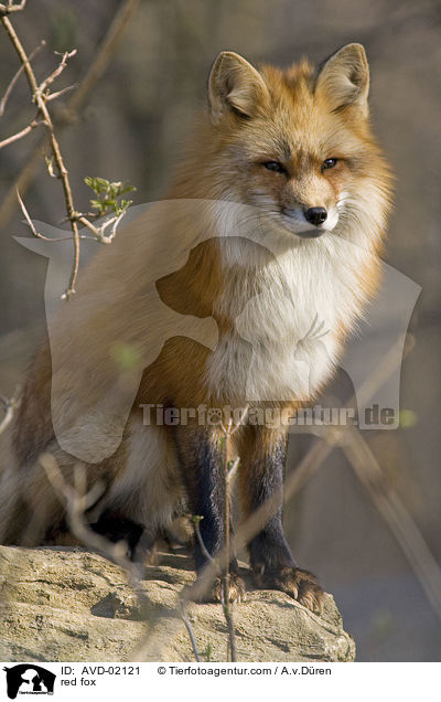 Rotfuchs / red fox / AVD-02121