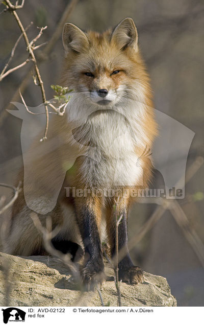 Rotfuchs / red fox / AVD-02122
